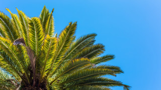 Palm bird branch sky beach - palm tree free wallpaper