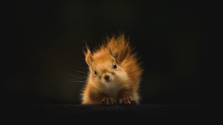 Red squirrel black background award - winning free wallpaper for desktop