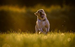 Dog running field bokeh sunlight - its mouth open free wallpaper