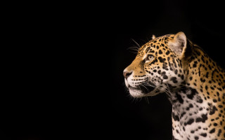 Leopard wildlife jigsaw naturalism animal - a leopard free wallpaper