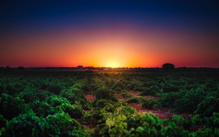 Sunset over crops with trees - regionalism free wallpaper for desktop