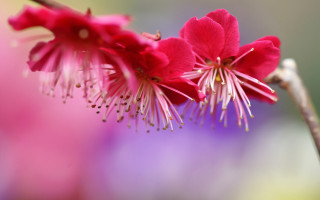 Flower macro blurry background closeup - a blurry background of flowers free wallpaper