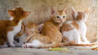 Curious kittens on floor blurry - incoherent free wallpaper