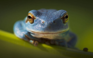 Blue frog green leaf yellow - a black nose free wallpaper