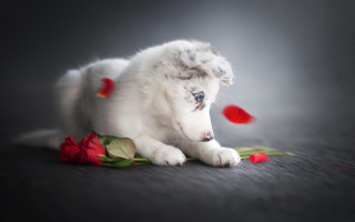 White puppy rose blue eyes - a white puppy free wallpaper