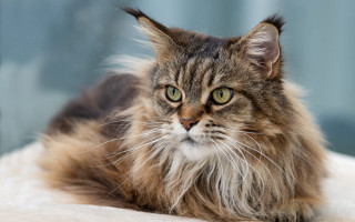 Long haired cat regal blue - serious free wallpaper