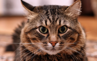 Sad cat floor blurry background - a floor free wallpaper