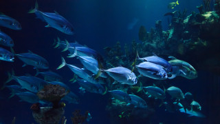 Large fish aquarium bubbles plants - a large aquarium free wallpaper