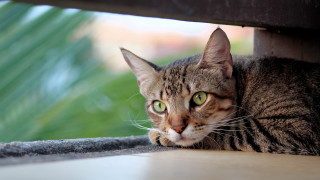 Cat green eye blurry house - carlos catasse free wallpaper for desktop