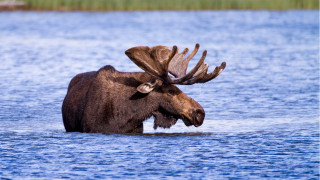 Moose water open mouth blurry - eye open free wallpaper