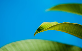 Green leaf blue sky macro 3 - against a blue sky background free wallpaper