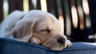 Puppy sleeping blue couch microscopic - dof free wallpaper