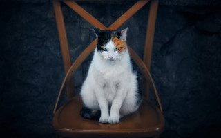 Cat serious look chair sitting - a stock photo free wallpaper