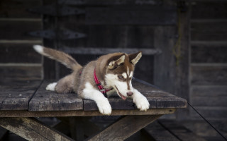 Husky dog red collar outdoor - a husky dog free wallpaper