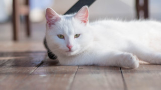 White cat wooden floor chair - a chair and a table free wallpaper