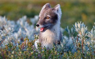 Small gray white animal tongue - its tongue free wallpaper
