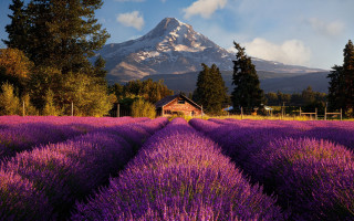 Lavender field house mountain snow - a field of lavender free wallpaper