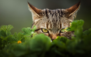 Cat yellow eyes hiding grass - sharp focus free wallpaper