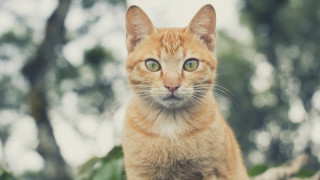 Cat green eyes on branch - a stock photo free wallpaper