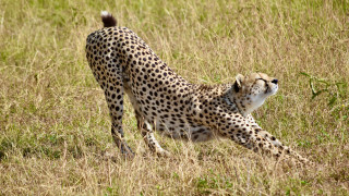 Cheetah running tall grass dynamic - its back leg free wallpaper