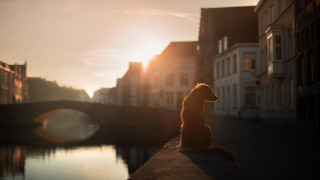 Dog sunset river bridge cityscape - a bridge in the distance free wallpaper