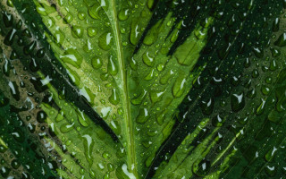 Green leaf water drops macro 51 - high detail 4k free wallpaper