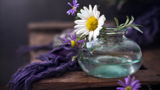 Vase water flowers purple scarf - bracha l. ettinger free wallpaper