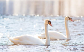 Swans city beach sunny water - sunlight free wallpaper