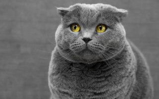Gray cat yellow eyes serious 7 - grey background free wallpaper
