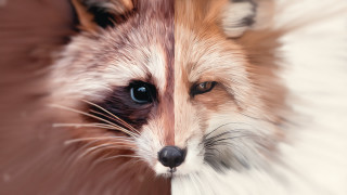 Fox closeup photorealism airbrush digital - digital painting free wallpaper