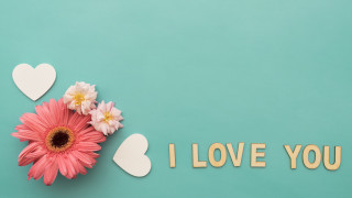 Pink flower white hearts love - claire dalby free wallpaper for desktop