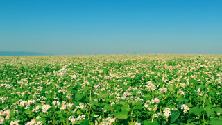 Flower field sky clouds nature - a field of flowers free wallpaper