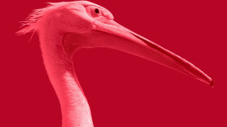 Pink bird long neck red - a pink bird free wallpaper