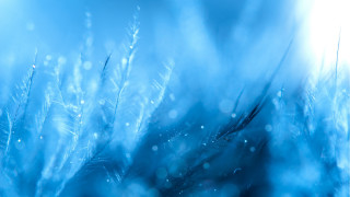 Blue plant water droplets holography - gradient light blue free wallpaper
