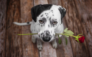 Dalmatian rose wooden floor romantic - a rose free wallpaper