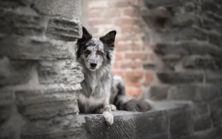 Sad dog ledge brick building - his face free wallpaper