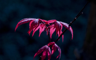 Red leafed branch glowing rich - chris friel free wallpaper