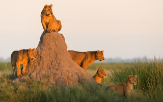 Lions rock grass outdoors wildlife - tall grass free wallpaper