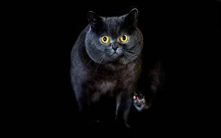 Black cat yellow eyes paw - its paw free wallpaper