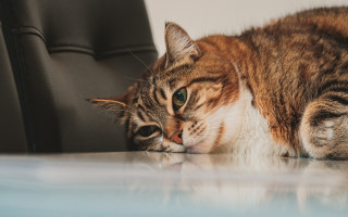 Cat table chair wall carlos - a white wall behind free wallpaper