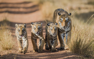 Three young tigers dirt road - wild free wallpaper