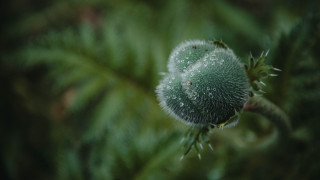 Water droplets plant bokeh nature - a close up of a plant free wallpaper