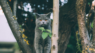 Cat branch leaf serious outdoors - e. william gollings free wallpaper