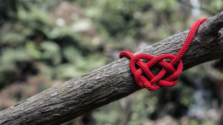 Red knot tree branch bokeh - a blurry background of trees and bushes free wallpaper