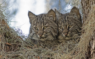 Kittens in tree looking away - the distance free wallpaper