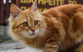 Cat orange neoism animal focus - bourgeoi free wallpaper