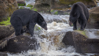 Bears river rocks nature wildlife - the rock free wallpaper
