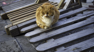 Cat bench illusion puzzle stairs - rule free wallpaper
