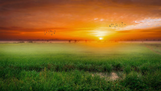 Sunset birds field water mountain - a body of water free wallpaper for desktop