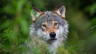 Wolf bushes woods nature animal - caspar wolf free wallpaper